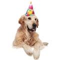 Happy birthday labrador with paws hanging looks to side