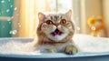 Happy british shorthair cat in the bathtub bathing with shampoo in a grooming salon. Foam bubbles are flying around a funny cat. Royalty Free Stock Photo