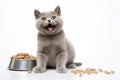 Happy British Shorthair cat with bowl of cat food isolated on white background