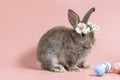 Happy brown bunny rabbit wearing diasy flower crown with painted Easter egg on sweet pink background. Celebrate Easter holiday and Royalty Free Stock Photo