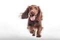 Happy brown cocer spaniel puppy running isolated on a white background