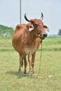 Happy brown Cow Portrait. A Farm Animal Grown for Organic Meat Royalty Free Stock Photo