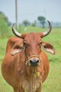 Happy brown Cow Portrait. A Farm Animal Grown for Organic Meat Royalty Free Stock Photo