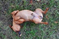 Happy brown dog lying in grass