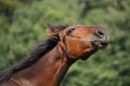 Happy brown foal portrait Royalty Free Stock Photo