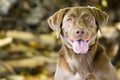 Happy Brown Labrador Retriever Royalty Free Stock Photo