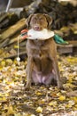 Happy Brown Labrador Retriever