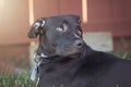 Happy Brown Labrador Retriever