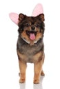 Happy brown pom with easter bunny ears standing and panting