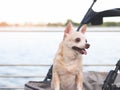 Happy brown short hair Chihuahua dog standing in pet stroller on walk way fence by the lake. smiling and looking sideway