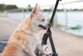 Happy brown short hair Chihuahua dog standing in pet stroller on walk way fence by the lake. smiling and looking sideway