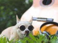 happy brown short hair chihuahua dog wearing sunglasses lying down with acoustic guitar and headphones on green grass in the Royalty Free Stock Photo