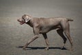 Happy brown Weimaraner dog running across a dry and dusty road