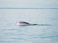 Happy bryde's whale