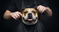 Happy Bulldog Getting Haircut at Pet Salon: Photorealistic Portrait