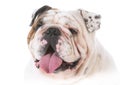 happy bulldog portrait Royalty Free Stock Photo