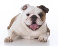 happy bulldog puppy Royalty Free Stock Photo