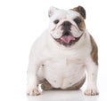 happy bulldog puppy Royalty Free Stock Photo