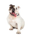 Happy Bulldog With Tongue Out Royalty Free Stock Photo