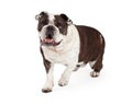 Happy Bulldog Walking Forward Royalty Free Stock Photo