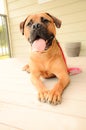 Happy bullmastiff dog laying on an outdoor patio