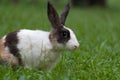 Happy bunny on grass