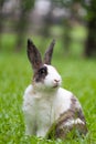 Happy bunny on grass