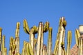 Happy cactus with blue sky on the background Royalty Free Stock Photo