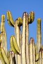 Happy cacus with blue sky on the background