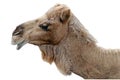 Happy Camel Isolated