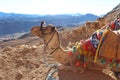 A Happy camel on top of mountain Moses in Saint Catherine Royalty Free Stock Photo