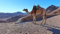 A Happy camel on top of mountain Moses in Saint Catherine Royalty Free Stock Photo