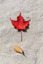 Happy Canada Day real maple leaves in shape of Canadian Flag. Canada Day maple leaves background. Symbol picture for Canada Day Royalty Free Stock Photo