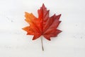 Happy Canada Day red silk maple leaf Royalty Free Stock Photo