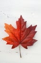 Happy Canada Day red silk maple leaf Royalty Free Stock Photo