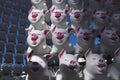 Happy cartoon pigs in a display for the chinese new year celebration in Sydney, Australia