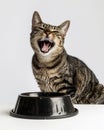happy cat with black bowl on white background