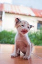 Happy cat closeup portrait with funny smile Royalty Free Stock Photo