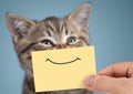 Happy cat closeup portrait with funny smile on cardboard Royalty Free Stock Photo
