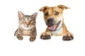 Happy Cat and Dog Over White Banner