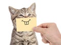 Happy cat with funny smile on cardboard isolated on white Royalty Free Stock Photo