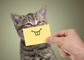 Happy cat with funny smile on cardboard Royalty Free Stock Photo