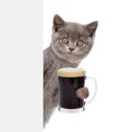 Happy cat holding beer peeking from behind empty board. isolated on white background Royalty Free Stock Photo