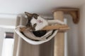 Happy cat laying in hammock on scratching post under the ceiling Royalty Free Stock Photo