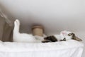 Happy cat laying in hammock on scratching post under the ceiling Royalty Free Stock Photo