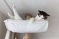 Happy cat laying in hammock on scratching post under the ceiling