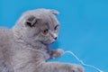 happy cat lies on a blue background. A gray cat plays with a white ball of wool on a fluffy carpet. Happy kitten