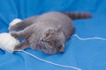 happy cat lies on a blue background. A gray cat plays with a white ball of wool on a fluffy carpet. Happy kitten