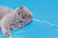 happy cat lies on a blue background. A gray cat plays with a white ball of wool on a fluffy carpet. Happy kitten