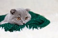 a happy cat lies on a green scarf. A gray cat plays with a white ball of wool on a fluffy carpet. Happy kitten loves